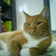 Blanding af racer rødhætte