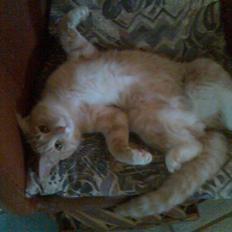 Huskat Lille Bjørn(L)