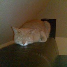 Huskat Lille Bjørn(L)