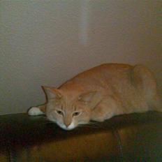 Huskat Lille Bjørn(L)