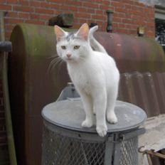 Blanding af racer Snefnuk