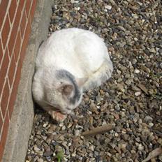 Blanding af racer Snefnuk