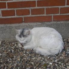 Blanding af racer Snefnuk