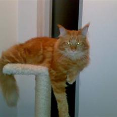 Maine Coon Simba (Kemikat´s Presley)
