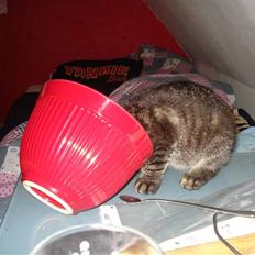 Huskat Hr. Haton ( Død )