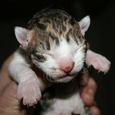 Cornish Rex Tuomas Af Tokkeløkkehus