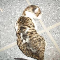 Cornish Rex Tuomas Af Tokkeløkkehus