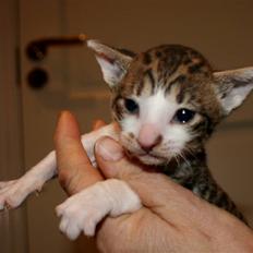 Cornish Rex Tuomas Af Tokkeløkkehus