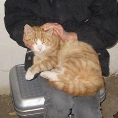 Huskat Skøttesmindes Mikkel