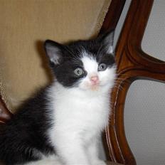 British Shorthair felix