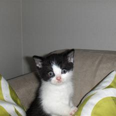 British Shorthair felix