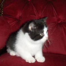 British Shorthair felix