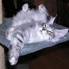 Maine Coon Spellbounds Legolas