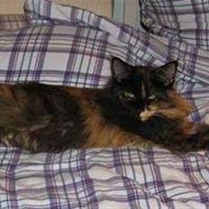 Maine Coon Sivkjærs Princess Julia