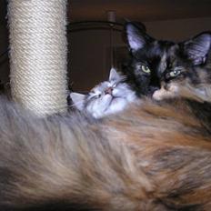 Maine Coon Sivkjærs Princess Julia