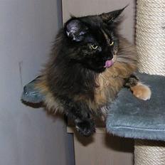 Maine Coon Sivkjærs Princess Julia