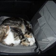 Blanding af racer Bettemissen