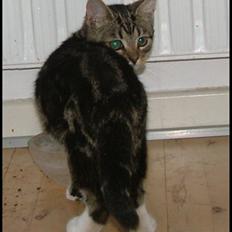 Blanding af racer Bettemissen