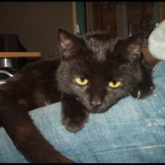 Blanding af racer Bertil