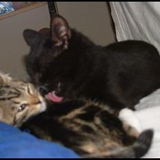 Blanding af racer Bertil