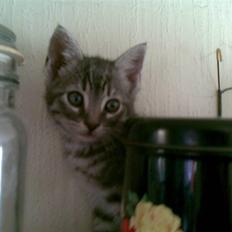 Huskat Cille † R.I.P. †