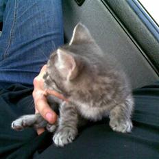 Huskat Cille † R.I.P. †