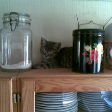 Huskat Cille † R.I.P. †