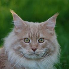 Maine Coon Vasco