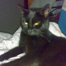 Blanding af racer Tiger