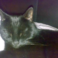 Blanding af racer Tiger