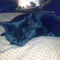 Blanding af racer Tiger