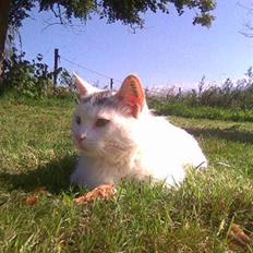 Blanding af racer Bølle (solgt)