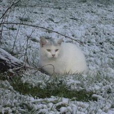 Blanding af racer Bølle (solgt)