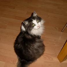 Norsk Skovkat Ahslan