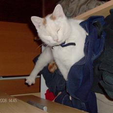 Blanding af racer silke