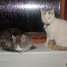 Blanding af racer silke