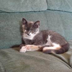 Blanding af racer Puff †