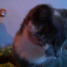 Blanding af racer Puff †