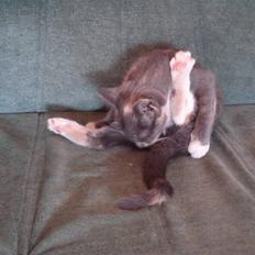 Blanding af racer Puff †