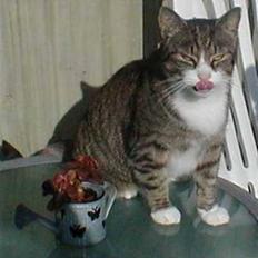 Blanding af racer Muddie †