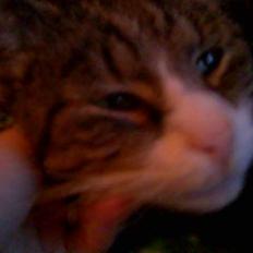 Blanding af racer Muddie †