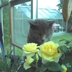 Chartreux Charlie Van Blue House