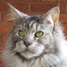 Maine Coon Cherrie