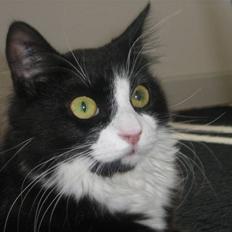 Blanding af racer » Silke <3