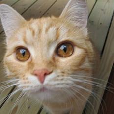 Blanding af racer Roza