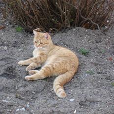 Blanding af racer Roza