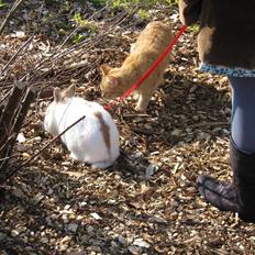 Blanding af racer Roza