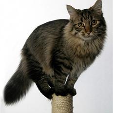 Norsk Skovkat Felix