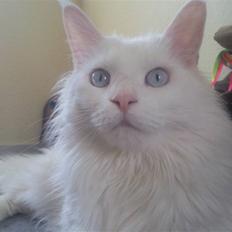 Maine Coon Dk Aquacoon´s Xeo
