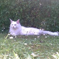 Maine Coon Dk Aquacoon´s Xeo